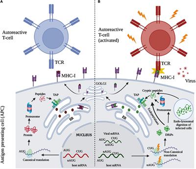 The Hidden Enemy Within: Non-canonical Peptides in Virus-Induced Autoimmunity